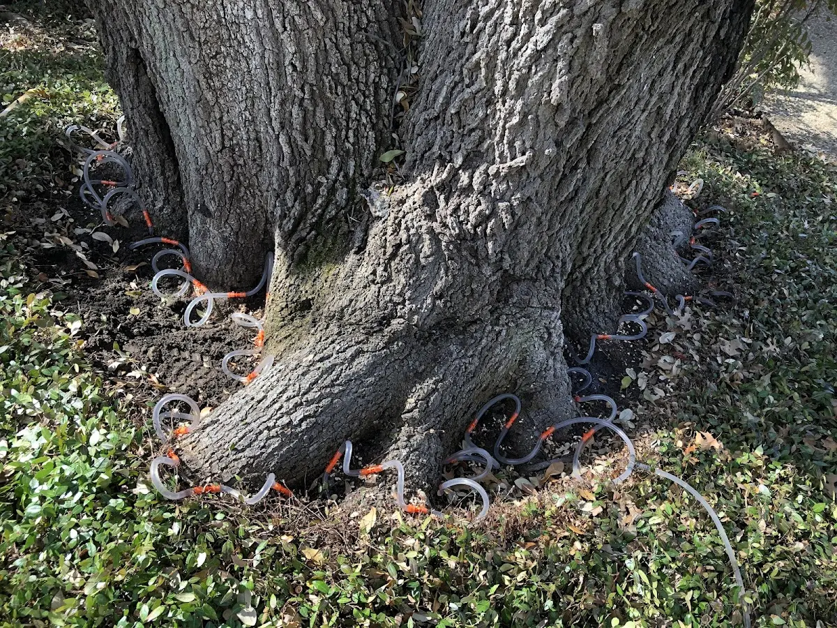 Detailed Tree Cabling and Bracing job site in Electra