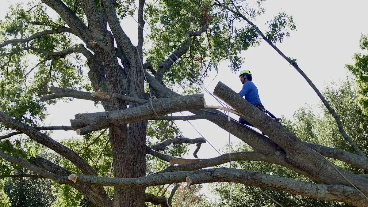 Professional Hazardous Tree Removal performed by certified arborists in Electra